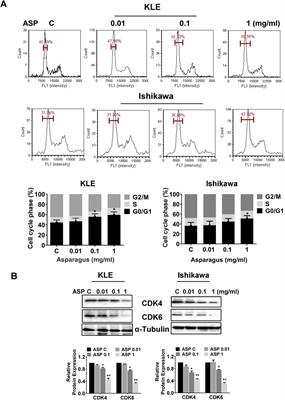 Asparagus officinalis L. extract exhibits anti-proliferative and anti-invasive effects in endometrial cancer cells and a transgenic mouse model of endometrial cancer